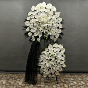 White Anthurium